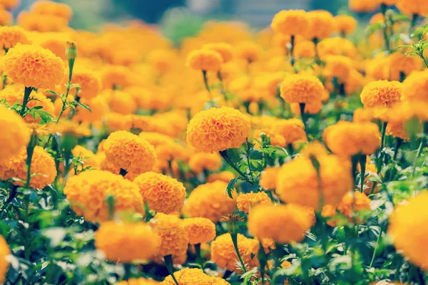 Nahaufnahme Ringelblume Blume auf Feld — Stockfoto