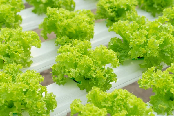 Lettuce cultivation on hydroponic system with water and fertiliz — Stock Photo, Image