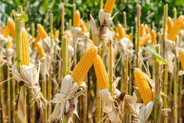 Close up corn field on crop plant for harvesting — Stock Photo, Image