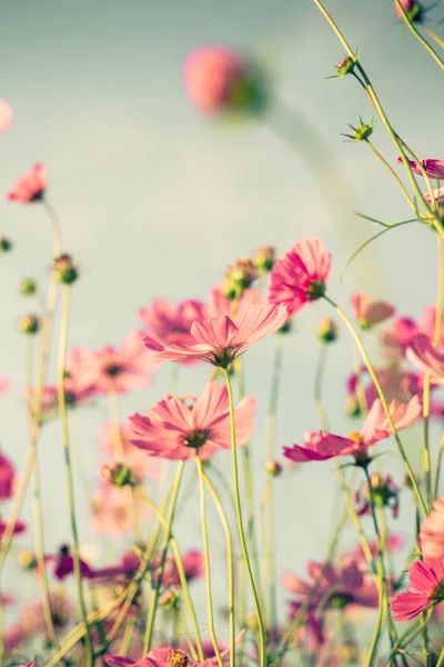 Cosmos çiçek ve vintage tonda etkisi ile yumuşak ışık. — Stok fotoğraf