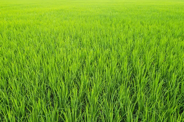 Campo di riso verde per sfondo — Foto Stock