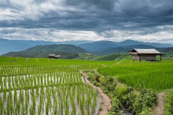 Зеленое рисовое поле в Чиангмае, Таиланд . — стоковое фото