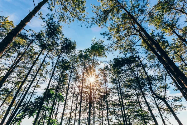 Pinheiros e luz solar de manhã — Fotografia de Stock