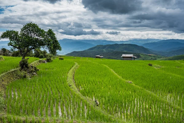 Campo de arroz verde em Chiang Mai, Tailândia . — Fotografia de Stock