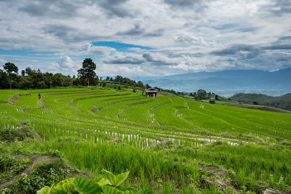 Green Rice Field a Chiang Mai, Thailandia . — Foto Stock