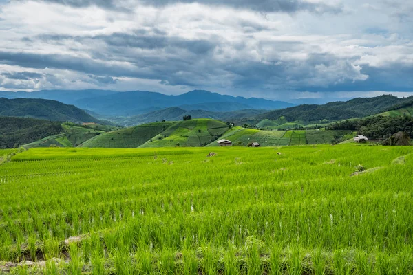 Campo de arroz verde em Chiang Mai, Tailândia . — Fotografia de Stock