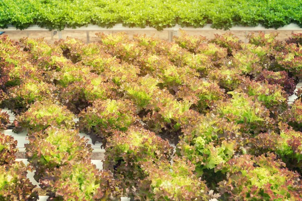 Lettuce cultivation on hydroponic system with water and fertiliz — Stock Photo, Image