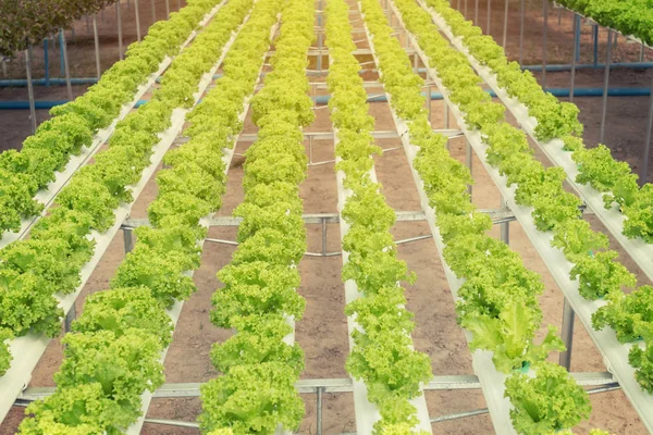 Salatanbau auf hydroponischem System mit Wasser und Dünger — Stockfoto