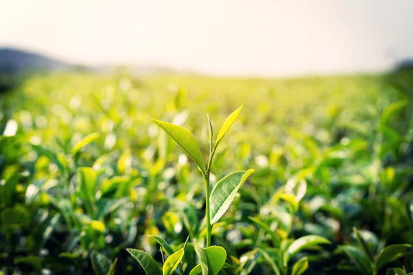 Свежий чай листья утром с солнечным светом — стоковое фото