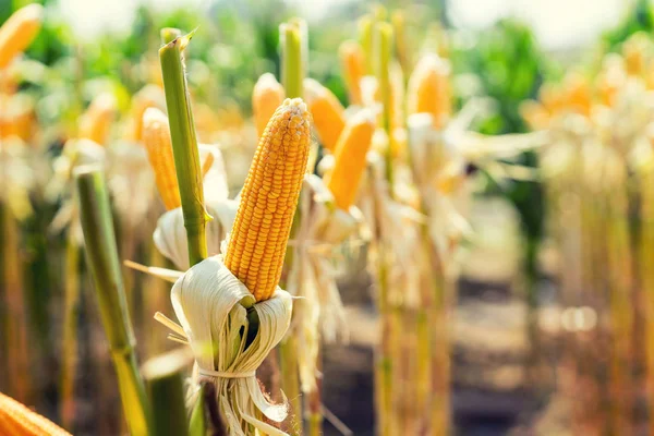 Maisfeld auf Nutzpflanze zur Ernte — Stockfoto