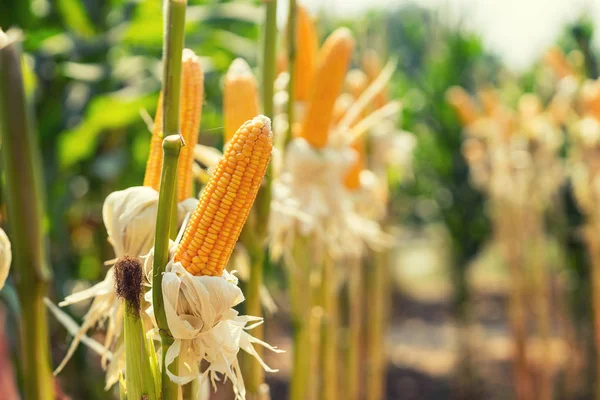 Corn field on crop plant for harvesting — Stock Photo, Image