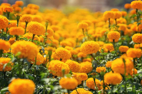 Hermosas flores amarillas caléndula en el jardín — Foto de Stock