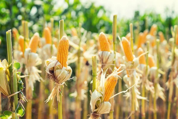 Maisfeld auf Nutzpflanze zur Ernte — Stockfoto