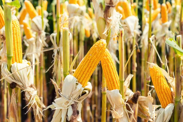 corn field on crop plant for harvesting