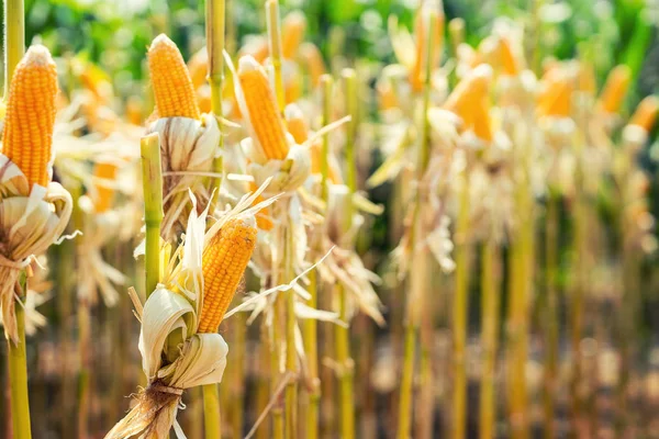 Corn field on crop plant for harvesting — Stock Photo, Image