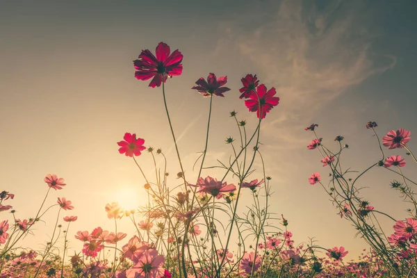 Campo cosmos flor e céu luz solar com filtro Vintage . — Fotografia de Stock