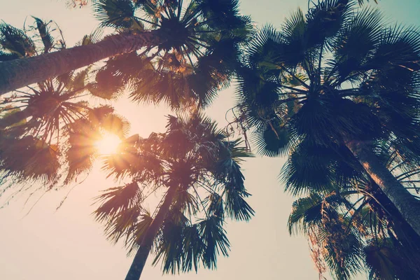 Кокосова пальма на пляжі влітку з вінтажним ефектом . — стокове фото