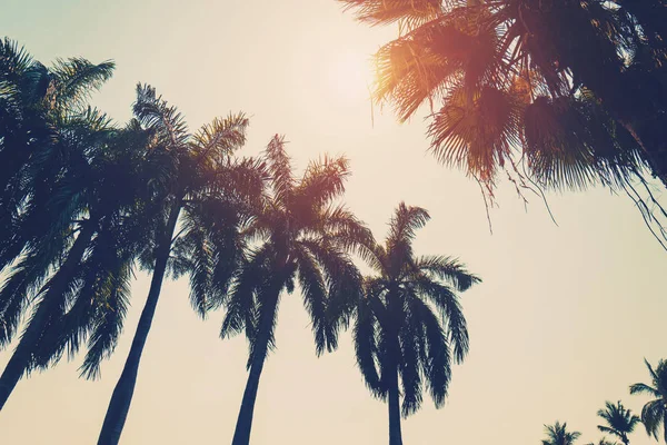 Palmera de coco en la playa en verano con efecto vintage . — Foto de Stock