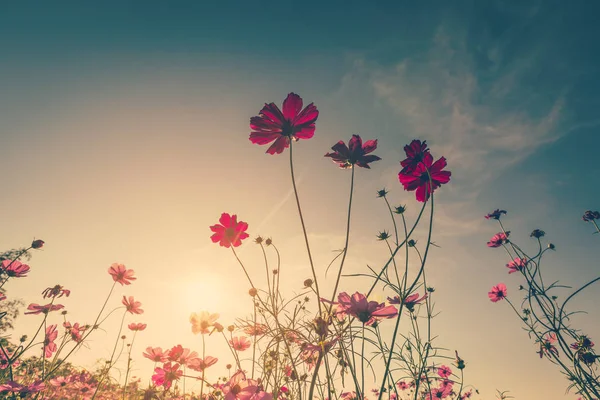 Field cosmos flower and sky sunlight with Vintage filter. — Stock Photo, Image