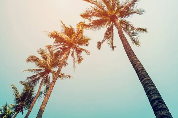 Palmera de coco y cielo azul con filtro vintage . — Foto de Stock