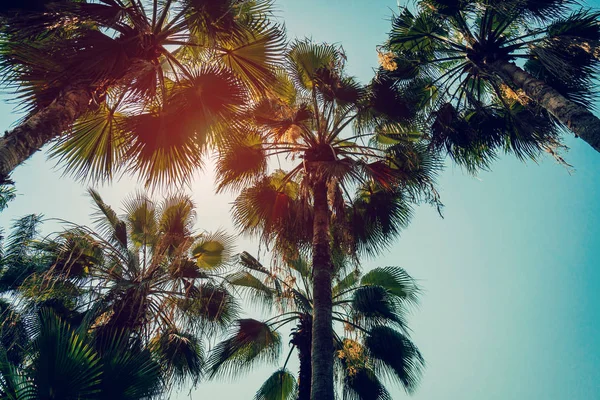 Palmera de coco y cielo azul con filtro vintage . — Foto de Stock