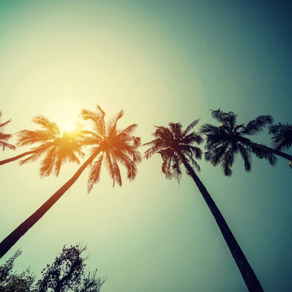 Кокосові пальми на тропічному узбережжі з вінтажним тоном і плівкою — стокове фото