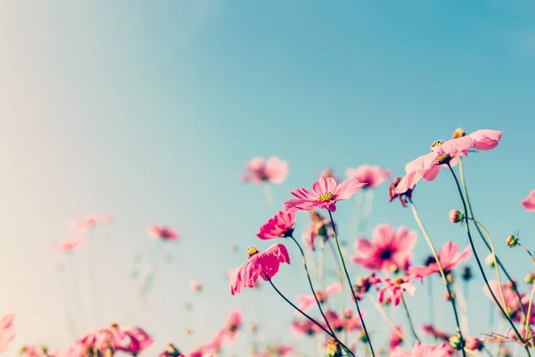 Kozmosz virág szüreti szűrővel. — Stock Fotó
