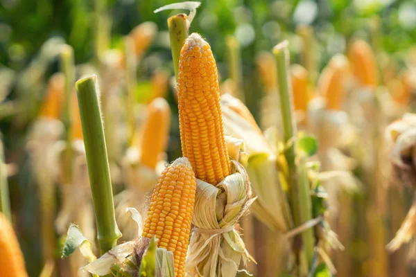 Corn field on crop plant for harvesting — Stock Photo, Image