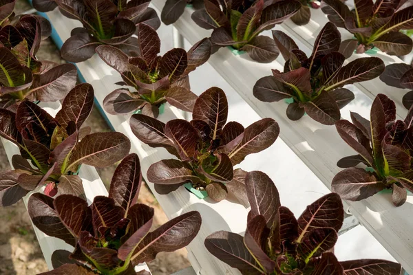 Lettuce cultivation on hydroponic system with water and fertiliz — Stock Photo, Image