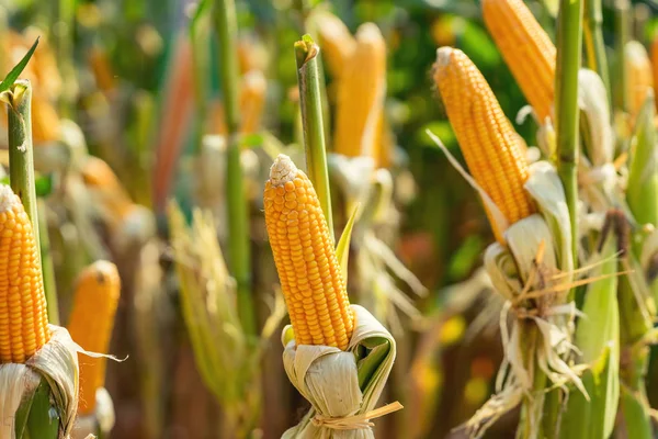 Corn field on crop plant for harvesting — Stock Photo, Image