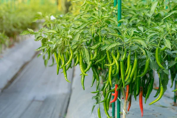 Zielonej papryczki chili roślin na polu rolnictwa w ogrodzie. — Zdjęcie stockowe