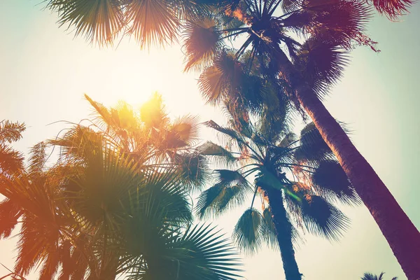 Palmera de coco en la playa y la luz del sol con effec tonificado vintage — Foto de Stock