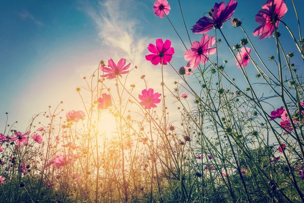 Sunlight and cosmos flower on field with vintage toned. — Stock Photo, Image