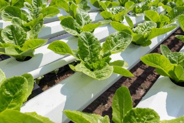 Yeşil salata yetiştirme hydroponic teknolojisi