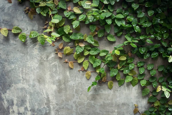 Гранж цементной стены текстуры и зеленый лист плюща с пространством . — стоковое фото