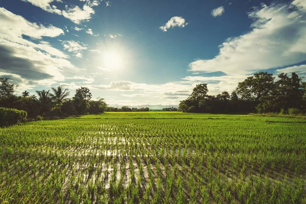 Campo di riso e cielo azzurro sole con bagliore dell'obiettivo . — Foto Stock