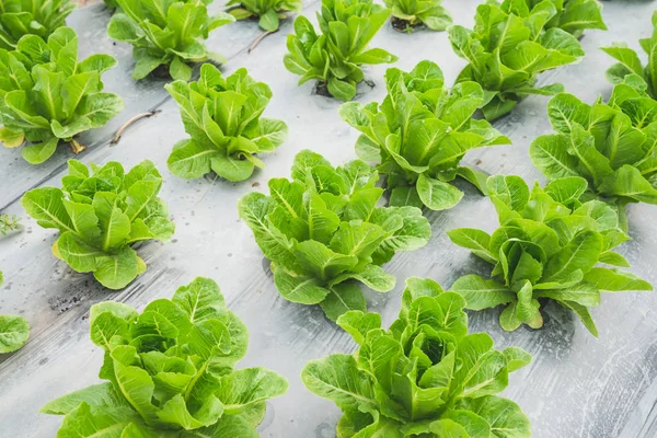 Hoja de lechuga verde en el campo, verduras frescas en la granja, ensalada . — Foto de Stock