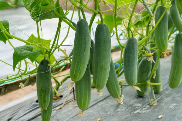 Grüne Gurken wachsen im Feldgemüse für die Ernte. — Stockfoto