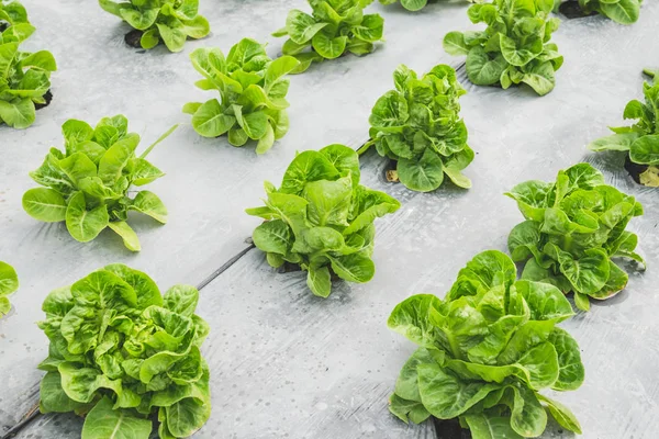 Gröna salladsblad i fältet, färsk grönsak i gård, sallad. — Stockfoto