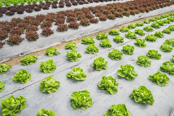 Alface folha verde e vermelha no campo, vegetal fresco na fazenda, sa — Fotografia de Stock