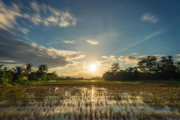 Длинный ландшафт экспозиции с облаками, движущимися рисовым полем и закатом — стоковое фото
