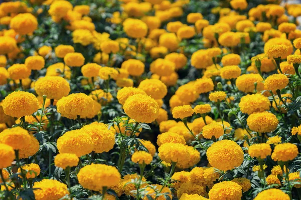 Sarı kadife çiçeği Çiçek bahçesinde — Stok fotoğraf