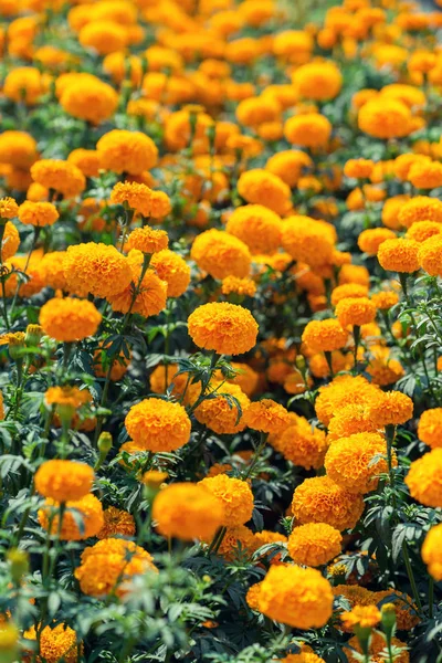 Turuncu kadife çiçeği Çiçek bahçesinde — Stok fotoğraf