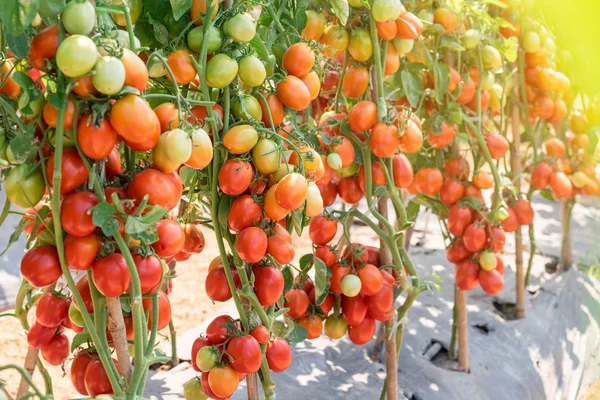Tomate rojo en el jardín con luz solar —  Fotos de Stock