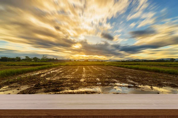 Закат рисового поля и пустой деревянный стол для демонстрации продукции и м — стоковое фото