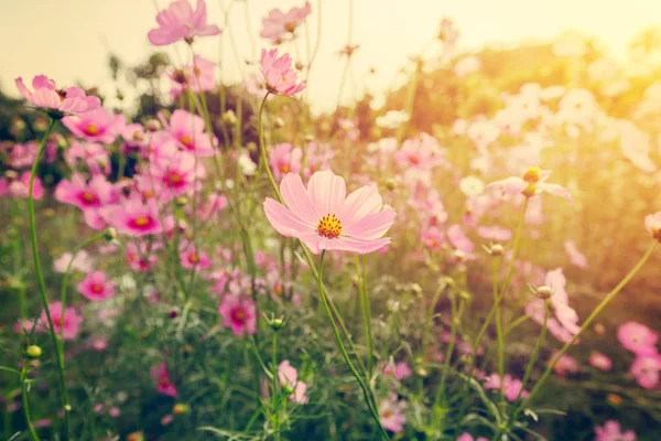 Field cosmos flowre and sunset with vintage tone. — Stock Photo, Image