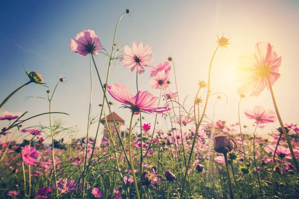 Campo cosmos flujo y puesta de sol con tono vintage . — Foto de Stock