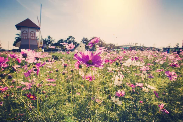 Campo cosmos fluir e pôr do sol com tom vintage . — Fotografia de Stock