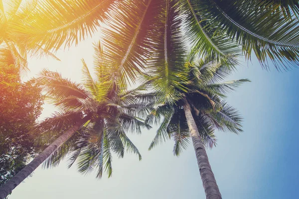 Кокосове дерево на тропічному узбережжі з вінтажним тоном — стокове фото