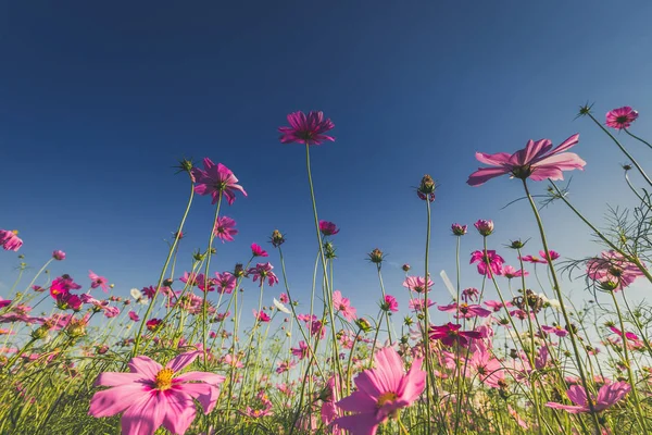 La hermosa flor del cosmos en plena floración con la luz del sol . — Foto de Stock